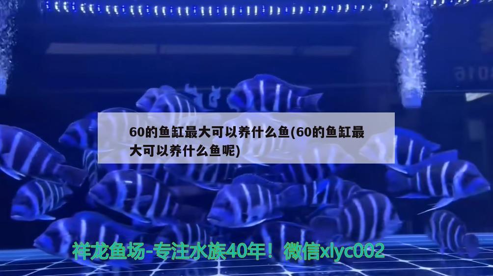 60的鱼缸最大可以养什么鱼(60的鱼缸最大可以养什么鱼呢)