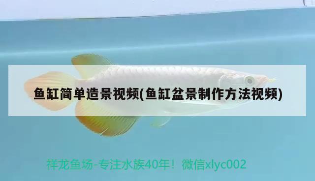 鱼缸简单造景视频(鱼缸盆景制作方法视频) 观赏鱼水族批发市场