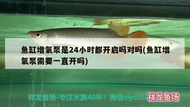 鱼缸增氧泵是24小时都开启吗对吗(鱼缸增氧泵需要一直开吗) 过滤设备