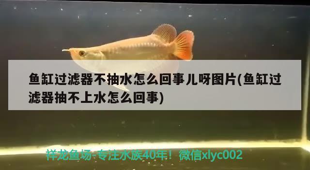 鱼缸过滤器不抽水怎么回事儿呀图片(鱼缸过滤器抽不上水怎么回事) 祥龙鱼场