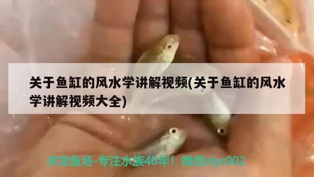 关于鱼缸的风水学讲解视频(关于鱼缸的风水学讲解视频大全) 鱼缸风水