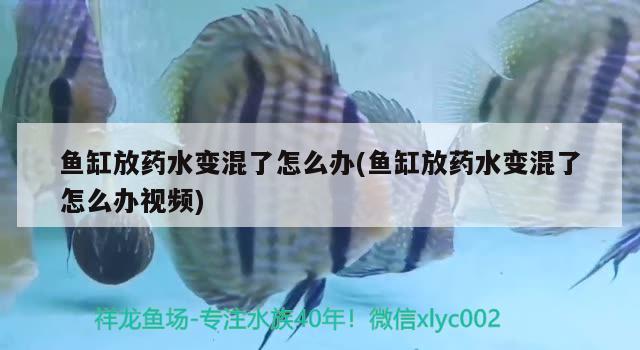 鱼缸放药水变混了怎么办(鱼缸放药水变混了怎么办视频) 印尼虎苗