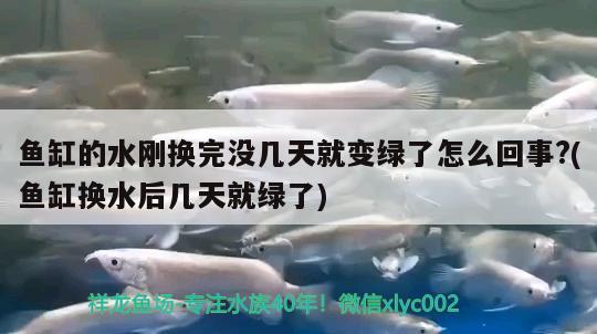 鱼缸内水垢怎么清除视频(鱼缸水垢清除妙招视频) 金龙福龙鱼 第1张