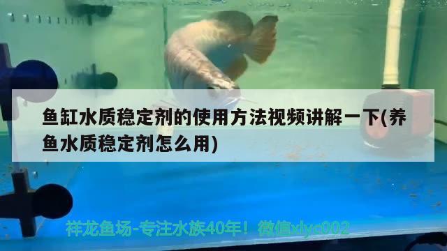 鱼缸过滤材料哪家好(鱼缸过滤材料哪个牌子好) 新加坡号半红龙鱼（练手级红龙鱼）