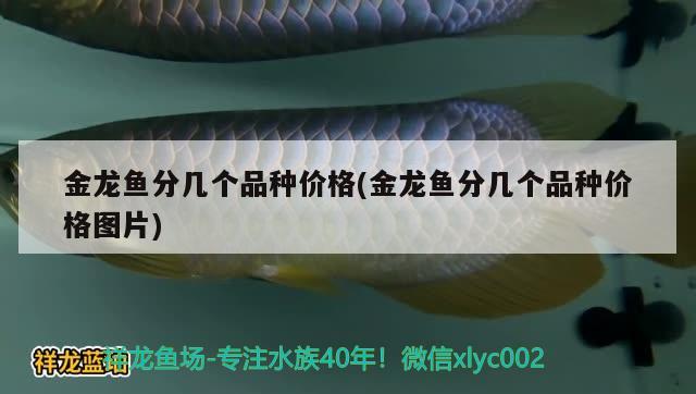 金龙鱼分几个品种价格(金龙鱼分几个品种价格图片)