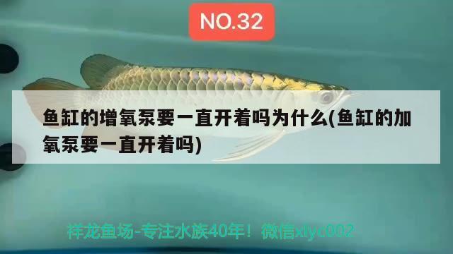 鱼缸的增氧泵要一直开着吗为什么(鱼缸的加氧泵要一直开着吗)