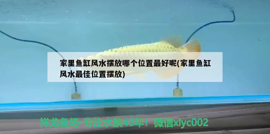 家里鱼缸风水摆放哪个位置最好呢(家里鱼缸风水最佳位置摆放)