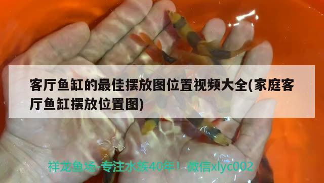 客厅鱼缸的最佳摆放图位置视频大全(家庭客厅鱼缸摆放位置图) 观赏鱼百科