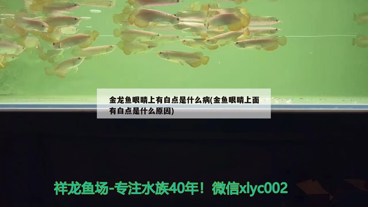 金龙鱼眼睛上有白点是什么病(金鱼眼睛上面有白点是什么原因) 非洲象鼻鱼