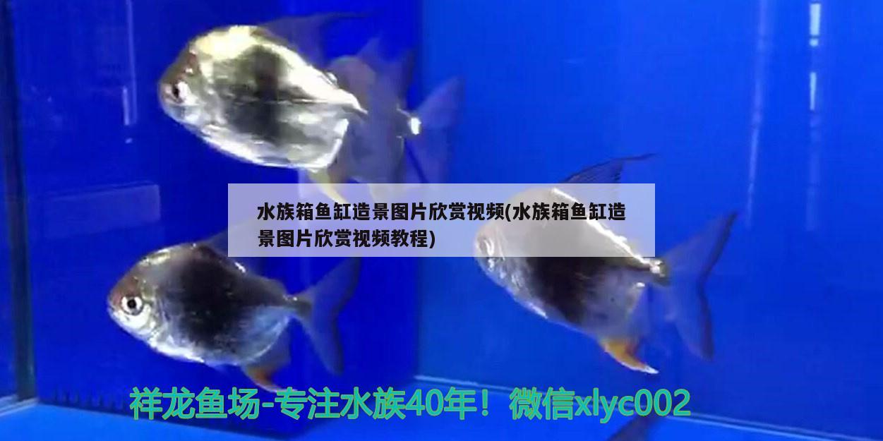 水族箱鱼缸造景图片欣赏视频(水族箱鱼缸造景图片欣赏视频教程) 鱼缸/水族箱 第2张