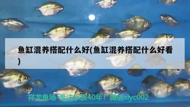 东莞海水观赏鱼批发市场 东莞海水观赏鱼批发市场电话