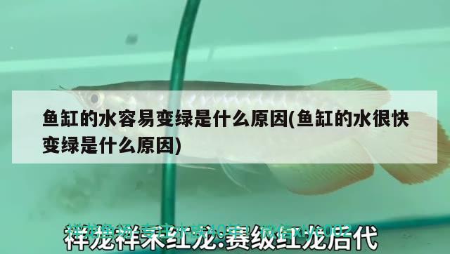 额敏县新天地观赏鱼店 全国水族馆企业名录 第3张