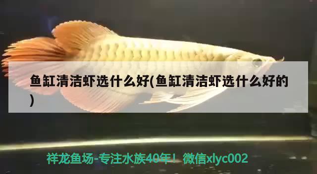 鱼缸清洁虾选什么好(鱼缸清洁虾选什么好的) 虎斑恐龙鱼