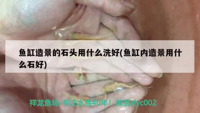 龙鱼诱色灯好不好（龙鱼诱色有用吗） 水族灯（鱼缸灯） 第2张