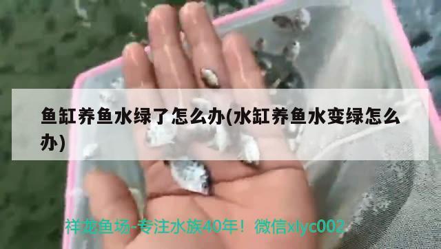 鱼缸养鱼水绿了怎么办(水缸养鱼水变绿怎么办)