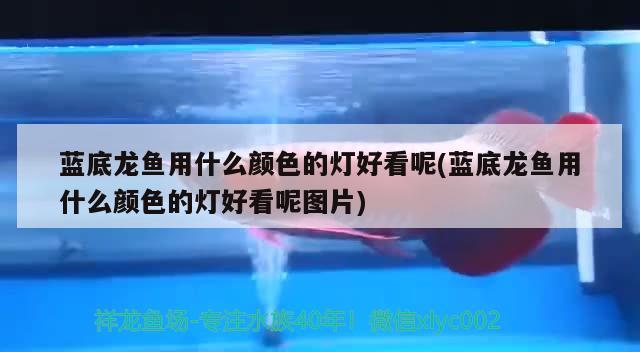 广州最大花鸟鱼市场在哪，广州最大的花鸟鱼市场在哪，中国观赏鱼最大的市场在哪 野生地图鱼 第3张