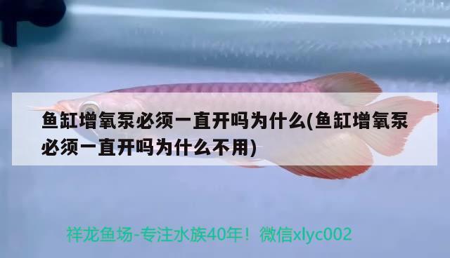 鱼缸增氧泵必须一直开吗为什么(鱼缸增氧泵必须一直开吗为什么不用) 胭脂孔雀龙鱼