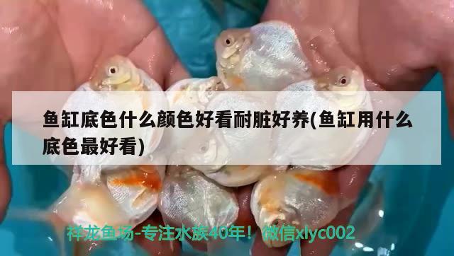 鱼缸底色什么颜色好看耐脏好养(鱼缸用什么底色最好看) 福满钻鱼