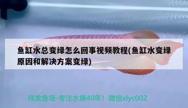 鱼缸水总变绿怎么回事视频教程(鱼缸水变绿原因和解决方案变绿) 红魔王银版鱼