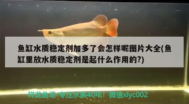 鱼缸水质稳定剂加多了会怎样呢图片大全(鱼缸里放水质稳定剂是起什么作用的?)