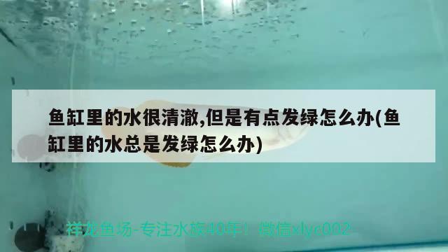 鱼缸里的水很清澈,但是有点发绿怎么办(鱼缸里的水总是发绿怎么办)