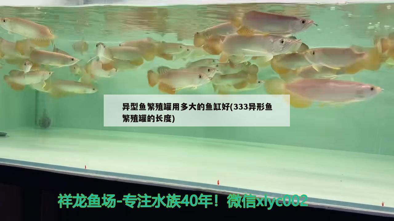 异型鱼繁殖罐用多大的鱼缸好(333异形鱼繁殖罐的长度)