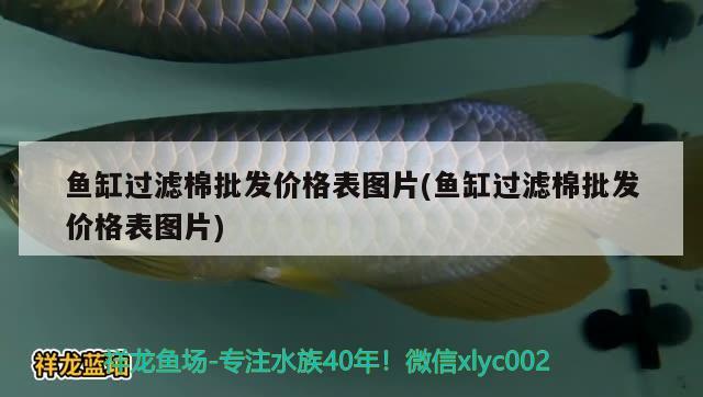 鱼缸过滤棉批发价格表图片(鱼缸过滤棉批发价格表图片) 玫瑰银版鱼