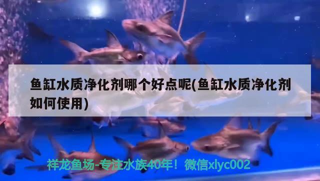 金龙鱼白眼病治疗(金鱼白眼怎么治疗) 白化巴西龟（白巴） 第1张