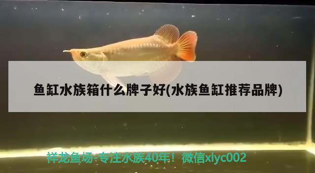 鱼缸水族箱什么牌子好(水族鱼缸推荐品牌) 鱼缸/水族箱