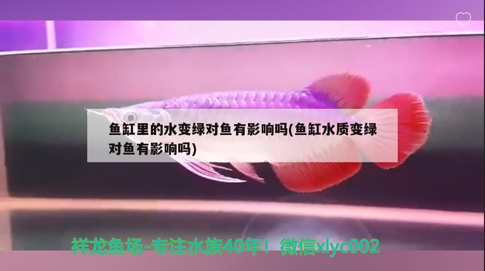 鱼缸里的水变绿对鱼有影响吗(鱼缸水质变绿对鱼有影响吗) 萨伊蓝鱼