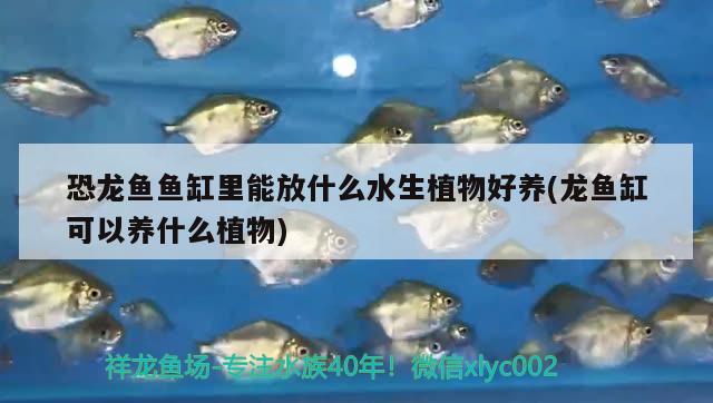 恐龙鱼鱼缸里能放什么水生植物好养(龙鱼缸可以养什么植物) 鱼缸百科