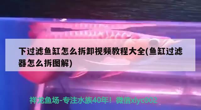 下过滤鱼缸怎么拆卸视频教程大全(鱼缸过滤器怎么拆图解) 眼斑鱼