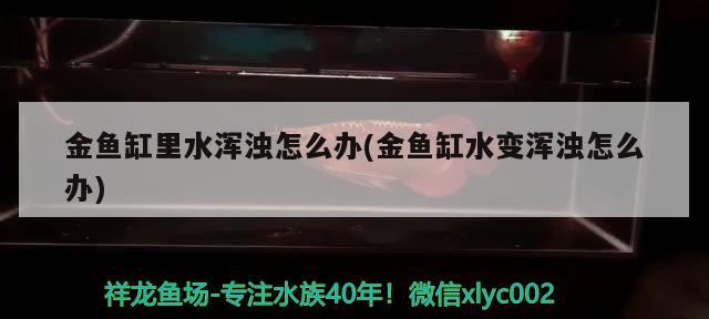 贵州金龙鱼总代理和金龙鱼厂家直销对应的相关信息，贵州金龙鱼总代理、金龙鱼厂家直销 龙鱼百科 第3张