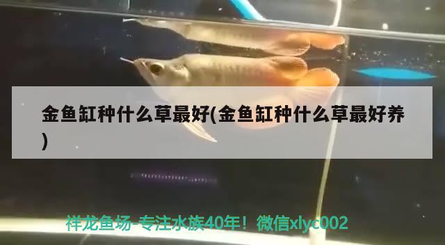 金鱼缸种什么草最好(金鱼缸种什么草最好养) 印尼四纹虎