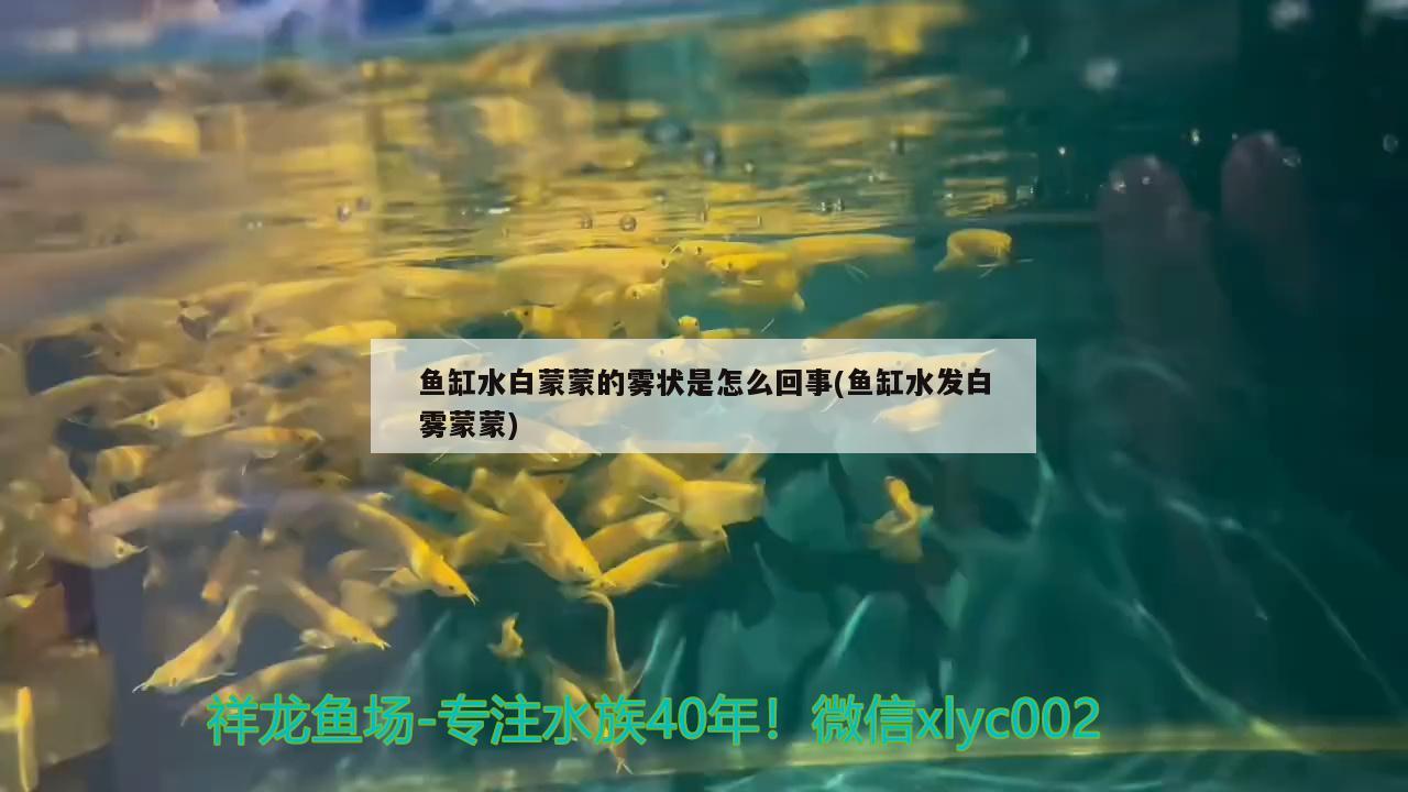 常州鱼缸售后维修电话地址在哪里啊：济南哪里有卖大鱼缸的,装饰用的，满意加分