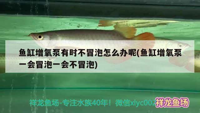 鱼缸增氧泵有时不冒泡怎么办呢(鱼缸增氧泵一会冒泡一会不冒泡) 白子红龙鱼