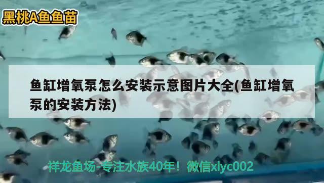 鱼缸增氧泵怎么安装示意图片大全(鱼缸增氧泵的安装方法) 祥龙进口元宝凤凰鱼