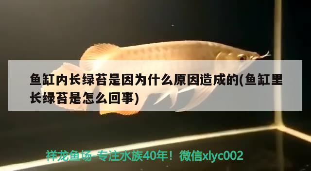 鱼缸内长绿苔是因为什么原因造成的(鱼缸里长绿苔是怎么回事)