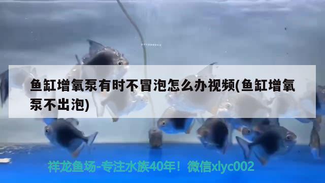 鱼缸增氧泵有时不冒泡怎么办视频(鱼缸增氧泵不出泡)