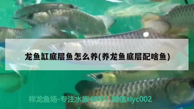 龙鱼缸底层鱼怎么养(养龙鱼底层配啥鱼)