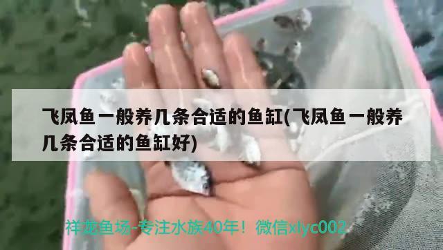 飞凤鱼一般养几条合适的鱼缸(飞凤鱼一般养几条合适的鱼缸好)