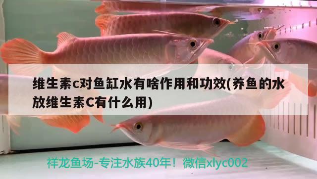 沧州水族批发市场地址电话号码是多少(沧州水族批发市场地址电话号码是多少啊) 白化火箭鱼