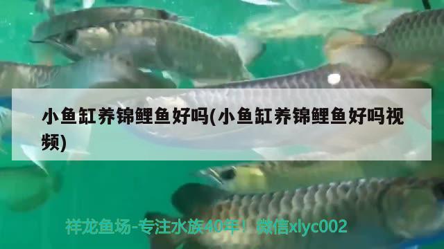 小鱼缸养锦鲤鱼好吗(小鱼缸养锦鲤鱼好吗视频) 养鱼知识