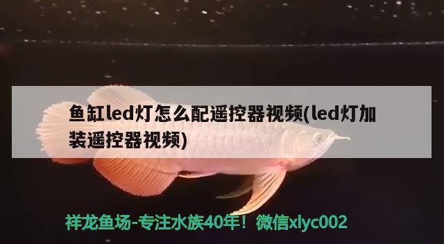 鱼缸led灯怎么配遥控器视频(led灯加装遥控器视频) 野生埃及神仙鱼