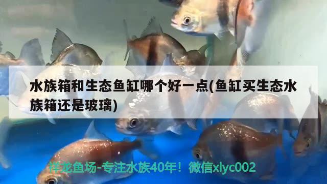 水族箱和生态鱼缸哪个好一点(鱼缸买生态水族箱还是玻璃) 鱼缸/水族箱