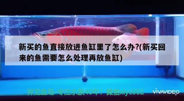 新买的鱼直接放进鱼缸里了怎么办?(新买回来的鱼需要怎么处理再放鱼缸)