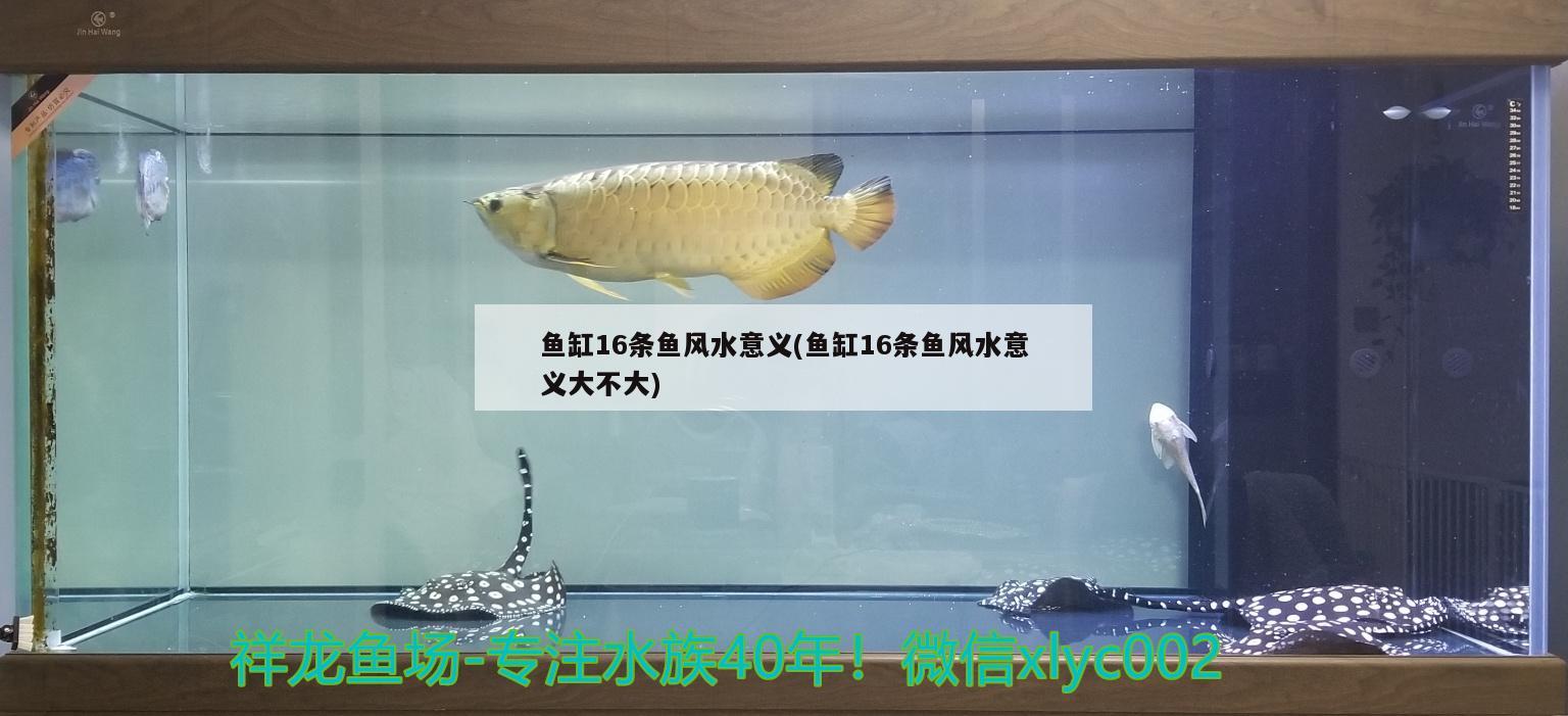 鱼缸16条鱼风水意义(鱼缸16条鱼风水意义大不大) 鱼缸风水