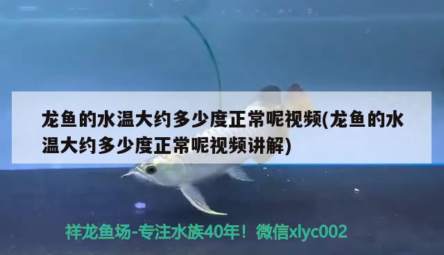 巴卡雷龙需要多大的鱼缸才能养活(雷龙鱼用多大的缸) 巴卡雷龙鱼