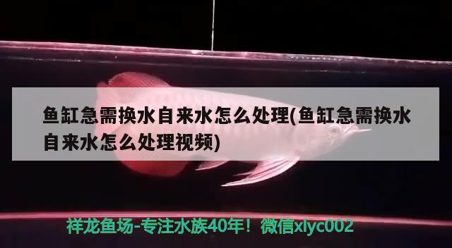 鱼缸急需换水自来水怎么处理(鱼缸急需换水自来水怎么处理视频)