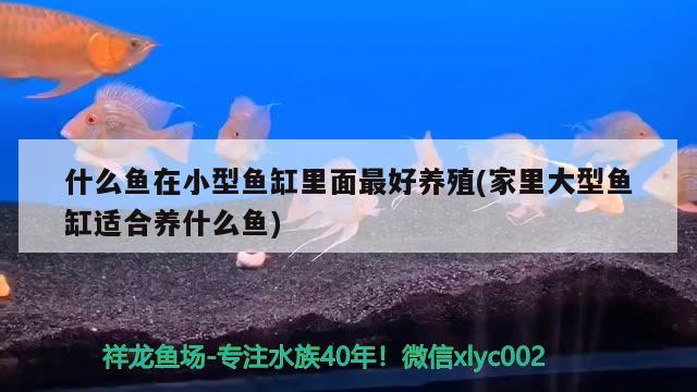 什么鱼在小型鱼缸里面最好养殖(家里大型鱼缸适合养什么鱼) 黄金河虎鱼